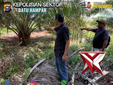 polsek batu hampar ungkap kasus pencurian buah kelapa sawit di wilkum polsek batu hampar