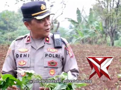 Kapolsek cimenyan bersama anggota menanam bibit ui ungu untuk para petani - PoliceTube