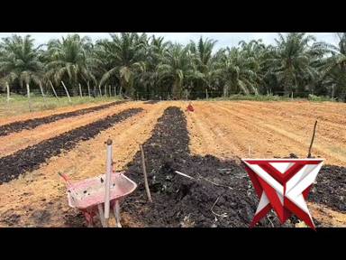 pengecekan lahan ketapang yang akan ditanam jagung di PT LTS wilkum polsek pujud