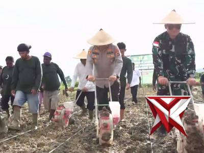 Mendukung Ketahanan Pangan Nasional Penanaman Jagung Serentak Kuartal III