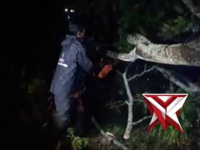 Pemotongan pohon tumbang