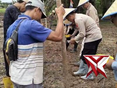 Penanaman Jagung kuartal 1 Tahun 2026  di lahan PT. Lonsum Riam Indah Estate Desa Mandi Angin