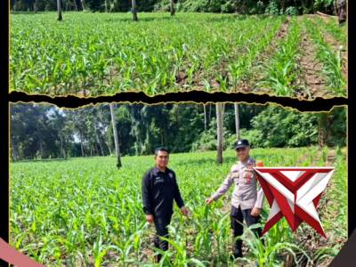 bhabinkamtibmas monitorong ketahanan pangan jagung