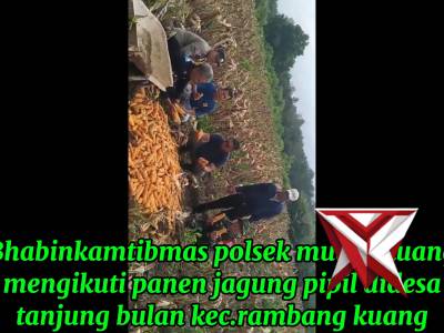 PAK BHABIN PANEN JAGUNG PIPIL - PoliceTube