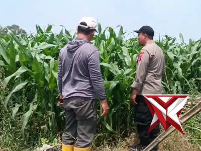 Pantau Tanaman Jagung