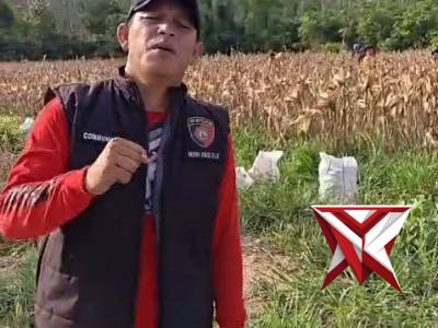 Panen Jagung Lanjutan di Wilkum Polsek Teluk Gelam