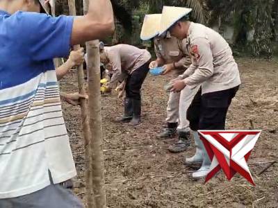 Penanaman Jagung kuartal 1 Tahun 2026  di lahan PT. Lonsum Riam Indah Estate Desa Mandi Angin