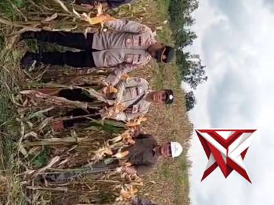 Giat panen jagung kuartal 4