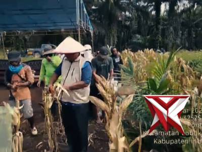 Panen Raya Jagung Pipil Polsek Lubuk batu jaya Polres Indragiri Hulu