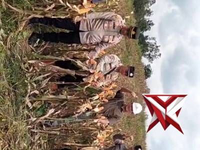 Giat panen jagung kuartal 4