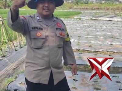 Bhabinkamtibmas polsek cibeber polres cilegon Cek ladang jagung! - PoliceTube