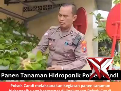 PANEN TANAMAN HIDROPONIK POLSEK CANDI