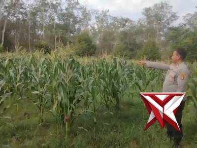 ANGGOTA POLSEK BELITANG CEK KONTROL LAHAN KETAHANAN PANGAN