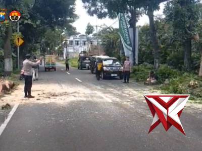 Penanganan pohon tumbang