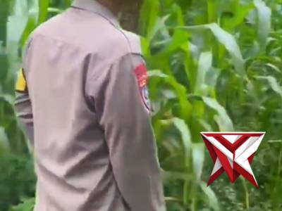 Kapolsek Soreang melaksanakan kegiatan monitoring perkembangan tanaman jagung di lahan pertanian