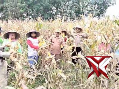 POLSEK BMT MELAKSANAKAN GIAT PANEN RAYA JAGUNG