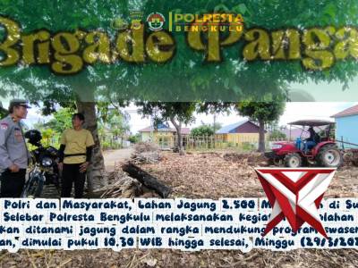 *Polsek Selebar Dukung Swasembada Pangan Melalui Pengolahan Lahan Jagung Bersama Warga* - PoliceTube