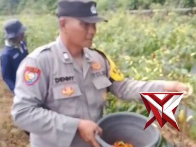 Panen cabe yg memanfaatkan lahan perkarangan