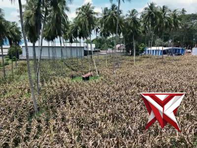 Wakapolda Sulut Pimpin Panen Raya Jagung Kuartal III di Minahasa Utara