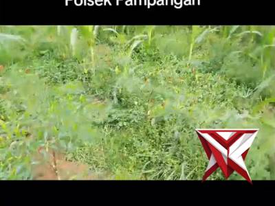 Ketahanan pangan Polsek Pampangan Oki