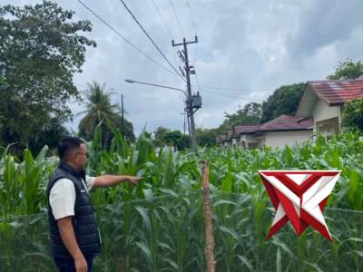 Pers Polsek Jejawi cek ketahanan Pangan perkarangan tanaman Jagung milik Polsek Jejawi