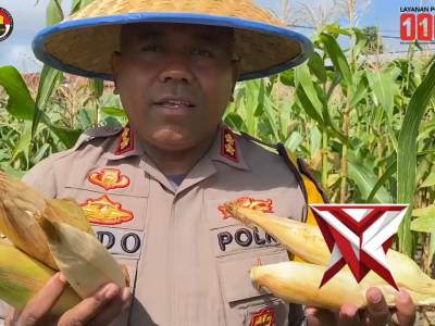 Panen Jagung di Taman Eco Wisata Polres Kupang