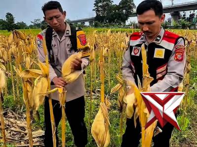 PANEN RAYA JAGUNG SERENTAK KUARTAL IV TAHUN 2006