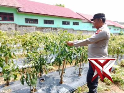 Pemeliharaan dan perawatan kebun cabe