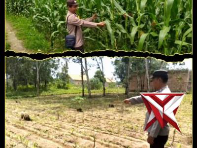 Bhabinkamtibmas Polsek Martapura Aktif Monitoring Ketahanan Pangan Di Desa Binaan