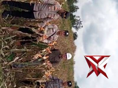 Giat panen jagung kuartal 4