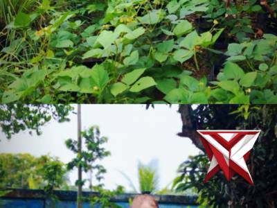 Pers Polsek Jejawi cek ketahanan Pangan perkarangan tanaman Kacang Hijau dan Bumbu dapur