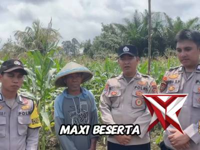 Anggota Pospol Tering Panen Jagung Bersama Warga - PoliceTube