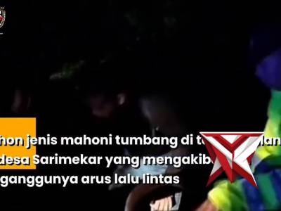 Respon Cepat Polsek Singaraja Evakuasi Pohon Tumbang di Desa Sari Mekar