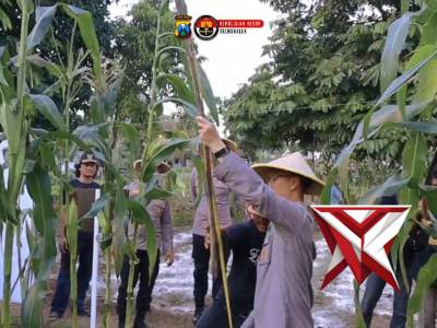 Panen Raya Jagung Organik, Kapolres Apresiasi Petani Muda di Trenggalek