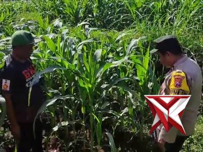 KEGIATAN BHABINKAMTIBMAS MONITORING TANAMAN JAGUNG