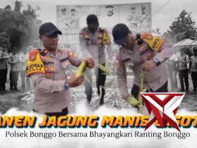 PANEN JAGUNG MANIS EXSOTIC POLSEK BONGGO BERSAMA BHAYANGKARI RANTING BONGGO