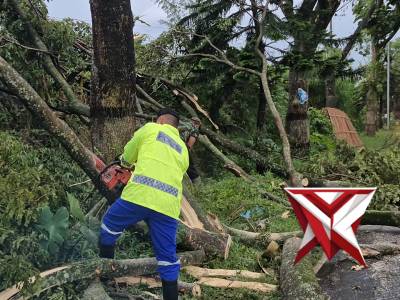 GIAT EVAKUASI POHON TUMBANG