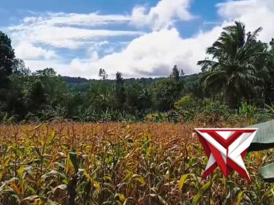 Kapolres Minahasa Pimpin Panen Raya Jagung | Dukungan Nyata Polri untuk Swasembada Pangan 2026