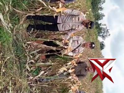 Giat panen jagung kuartal 4