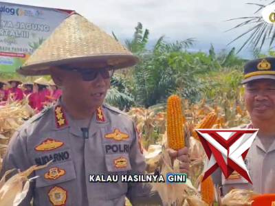 Polresta Bengkulu Dukung Swasembada Pangan Lewat Panen Raya Jagung Serentak Kuartal III
