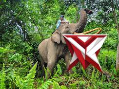 "Tangis dari Hutan Riau: Misteri Kematian Anak Gajah"
