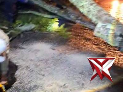 Proses evakuasi pohon tumbang