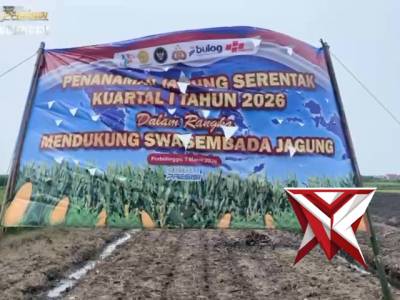 TANAM RAYA JAGUNG KUARTAL 1 TAHUN 2026 - PoliceTube