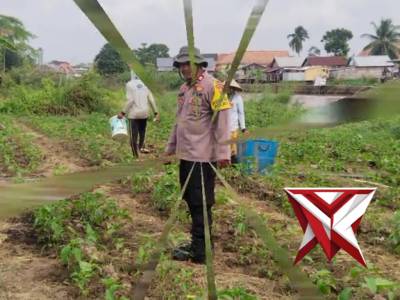 Kanit Binmas bantu warga yang sedang memberi racun hama pada tanaman cabe milik mereka - PoliceTube