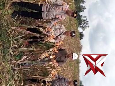 Giat panen jagung kuartal 4 - PoliceTube