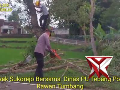 Polsek Sukorejo Bersama  Dinas PU Tebang Pohon Rawan Tumbang