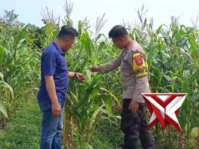 MONITORING TANAMAN JAGUNG