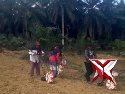 Bhabinkamtibmas Desa Sialang Indah Bersama Masyarakat Melakukan Penanaman Jagung Pipil