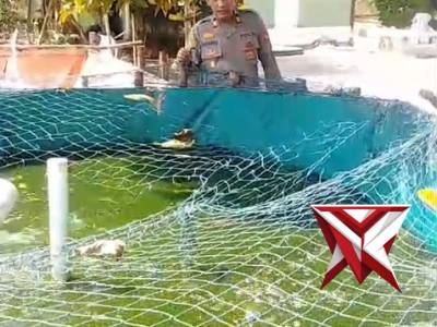 Pemeliharaan ikan lele polsek rantau alai