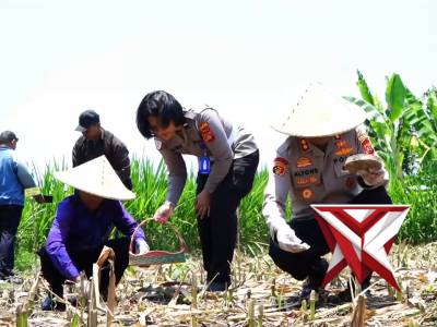 Program Pemerintah Menuju Swasembada Pangan Nasional Tahun 2025